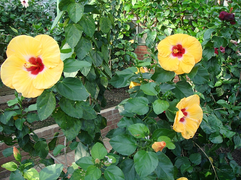 351 Longwood Gardens [2008 August 23].JPG - Longwood Gardens in Pennsylvania